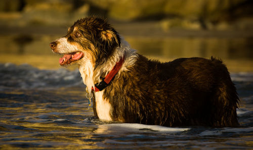 Close-up of bernese mountain dog standing in water