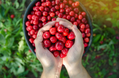 Ripe red cherries in the hands of a farmer. summer harvest of berries. healthy diet. selective focus