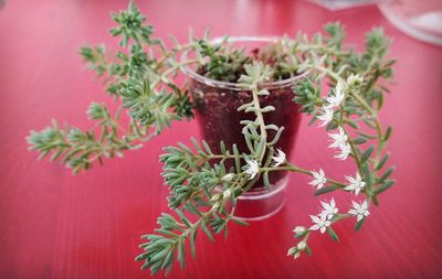 Close-up of potted plant on table