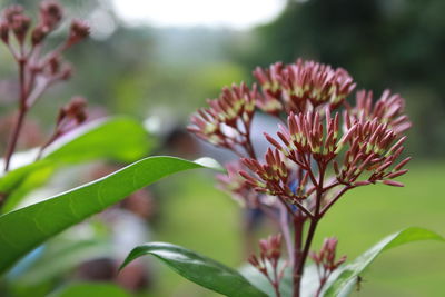 Close-up of fresh flowers blooming outdoors