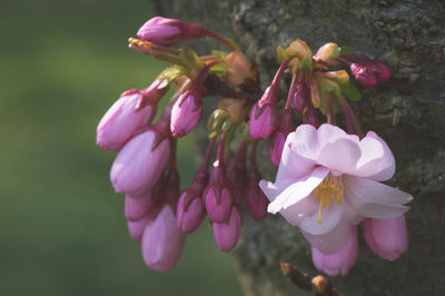 Close-up of pink flowers