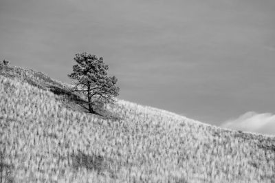 Single tree on field against sky