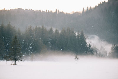Trees on snow covered landscape against sky