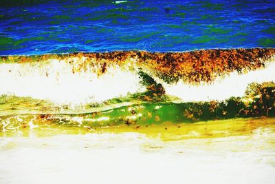 Close-up of plants growing on beach