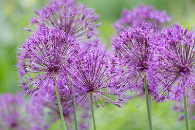 Close-up of purple flowering plants