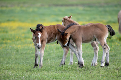 Horses in a field