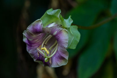 Close-up of purple flowering plant