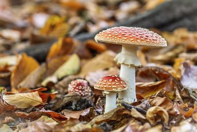 Close-up of mushroom growing on field