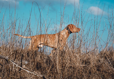 Magyar vizsla dog scents in a clearing in the forest and looks to the right 