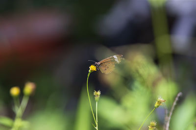 Close-up of butterfly pollinating on flower