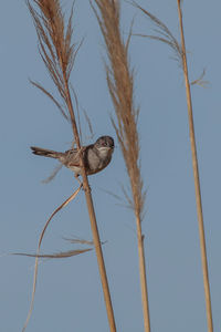Low angle view of bird perching on branch against sky