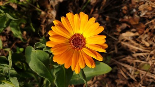 Close-up of yellow flower on field