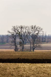 Bare trees on landscape against clear sky