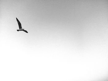 Low angle view of birds flying in sky