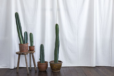 Cereus cactus plant decoration on the bedroom with a white curtain background.