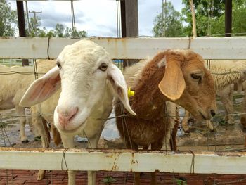Portrait of cow standing in pen