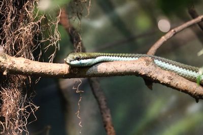 Close-up of lizard on tree branch
