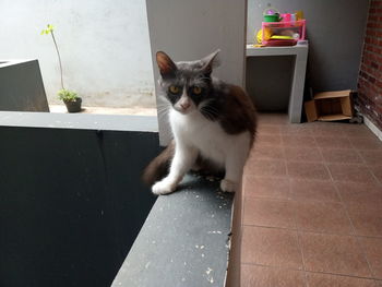 Portrait of cat sitting on tiled floor