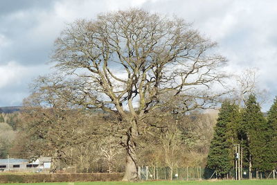 Close-up of tree by water against sky