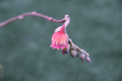 Close-up of pink flower against blurred background