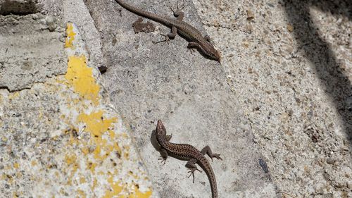 High angle view of lizard