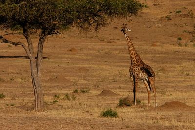 Side view of giraffe on landscape