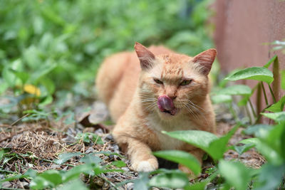 The orange cat with his tongue after his meal