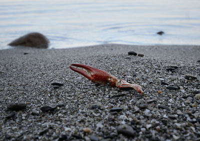 Close-up of crab on beach