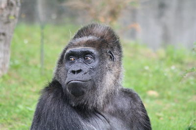 Portrait of monkey looking away