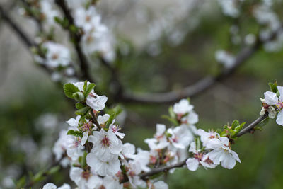 Close-up of white cherry blossoms in spring
