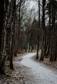 Road amidst trees in forest