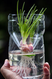 Planting, growing shallots in water with reuse plastic bottle, propagation in water concept.