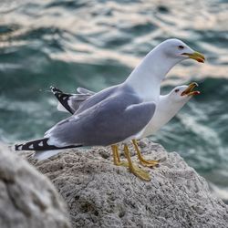 Close-up of seagull perching on rock