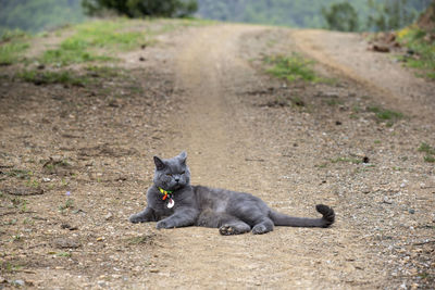 Portrait of cat lying on road