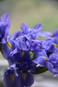 Close-up of purple flowers blooming