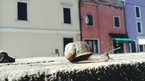 Close-up of snail on building
