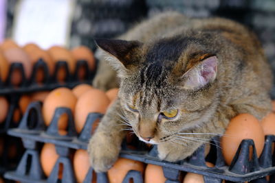 Close-up of a cat looking away