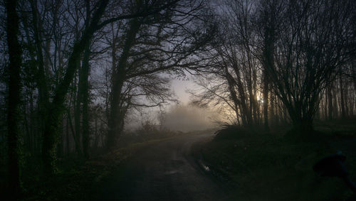Dirt road along trees in foggy weather