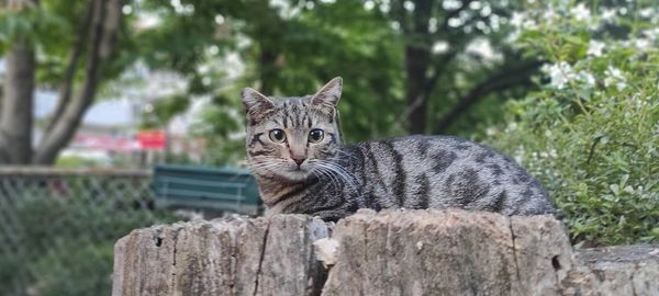 Portrait of cat on wood against trees