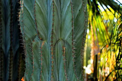 Close-up of succulent plant