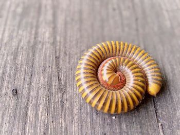 Millipede on wood floor