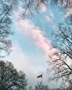 Low angle view of trees against sky