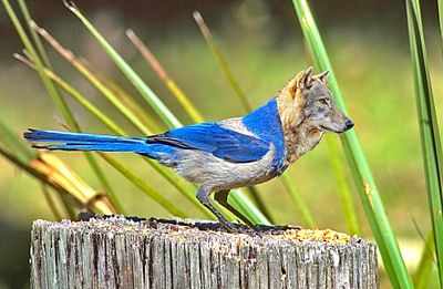 Close-up of bird perching on leaf