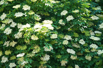 High angle view of white flowering plants