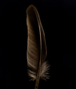 Close-up of feather against black background