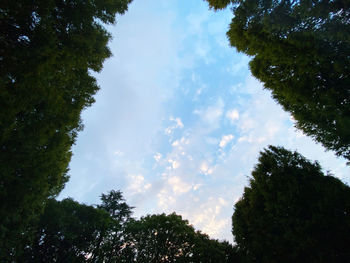 Low angle view of silhouette trees against sky