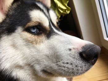 Close-up of dog looking away