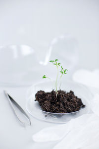 Seedling on petri dish in laboratory