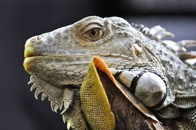 Close-up of iguana