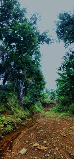 Dirt road amidst trees in forest against sky